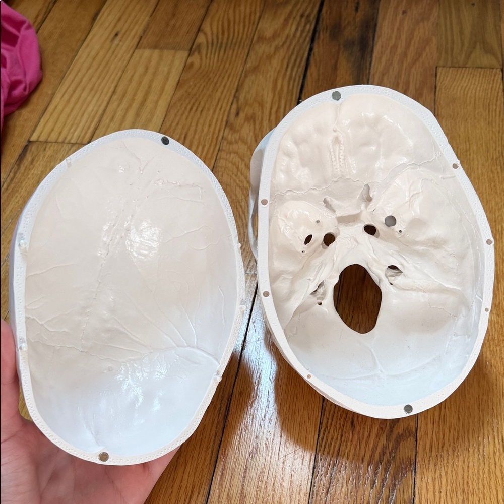 Anatomy Skull Study Model - Picture 2 of 3